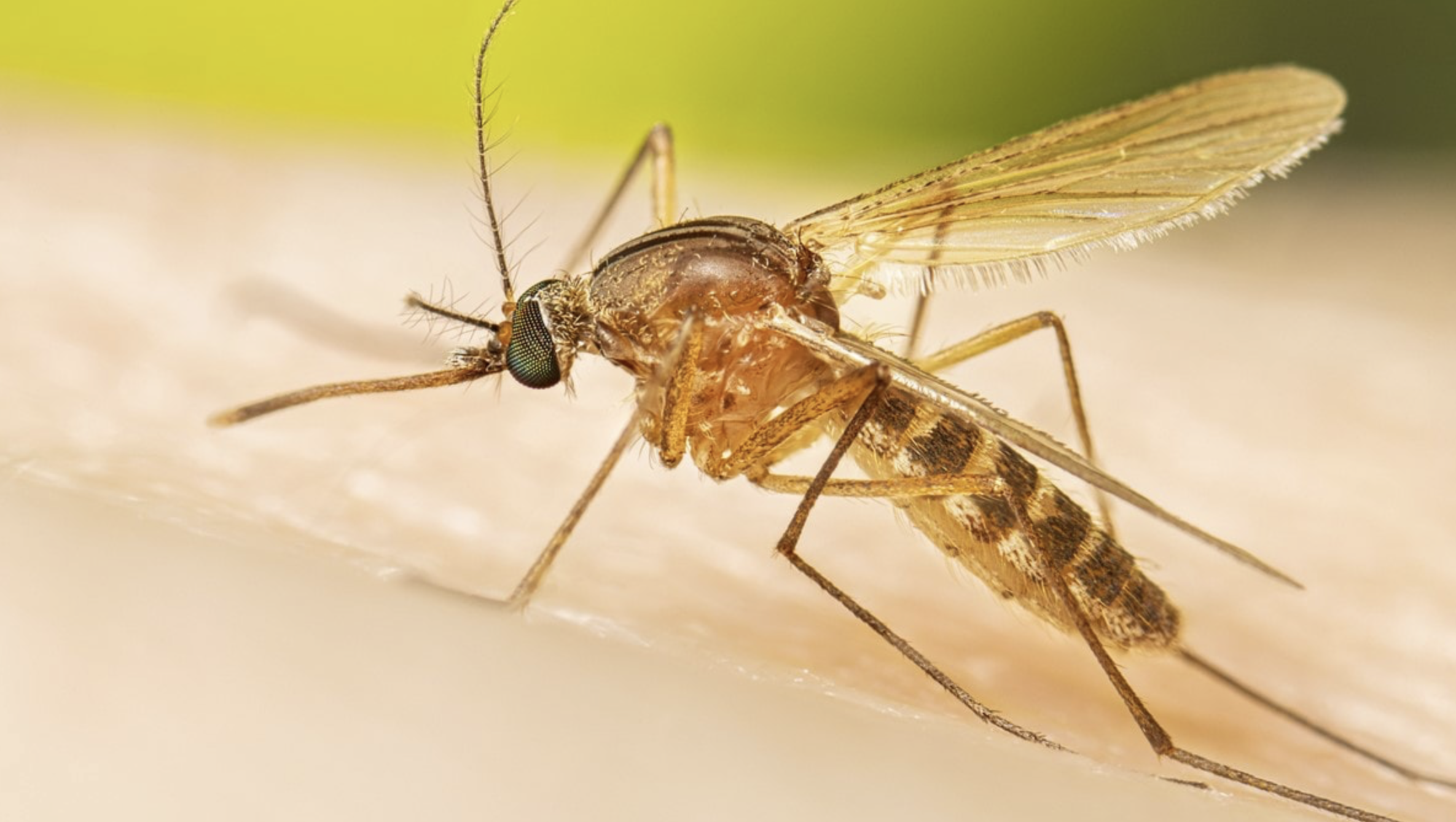 Climate warming fueling unprecedented number of mosquitoes carrying West Nile virus